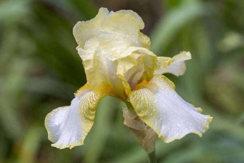Collection iris jardin du Château du Rivau