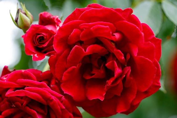 rose-red-parfum-rivau Conservatoire de la Rose parfumée Château du Rivau