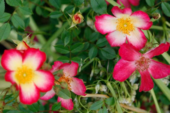 rose-star-profusion-rivau