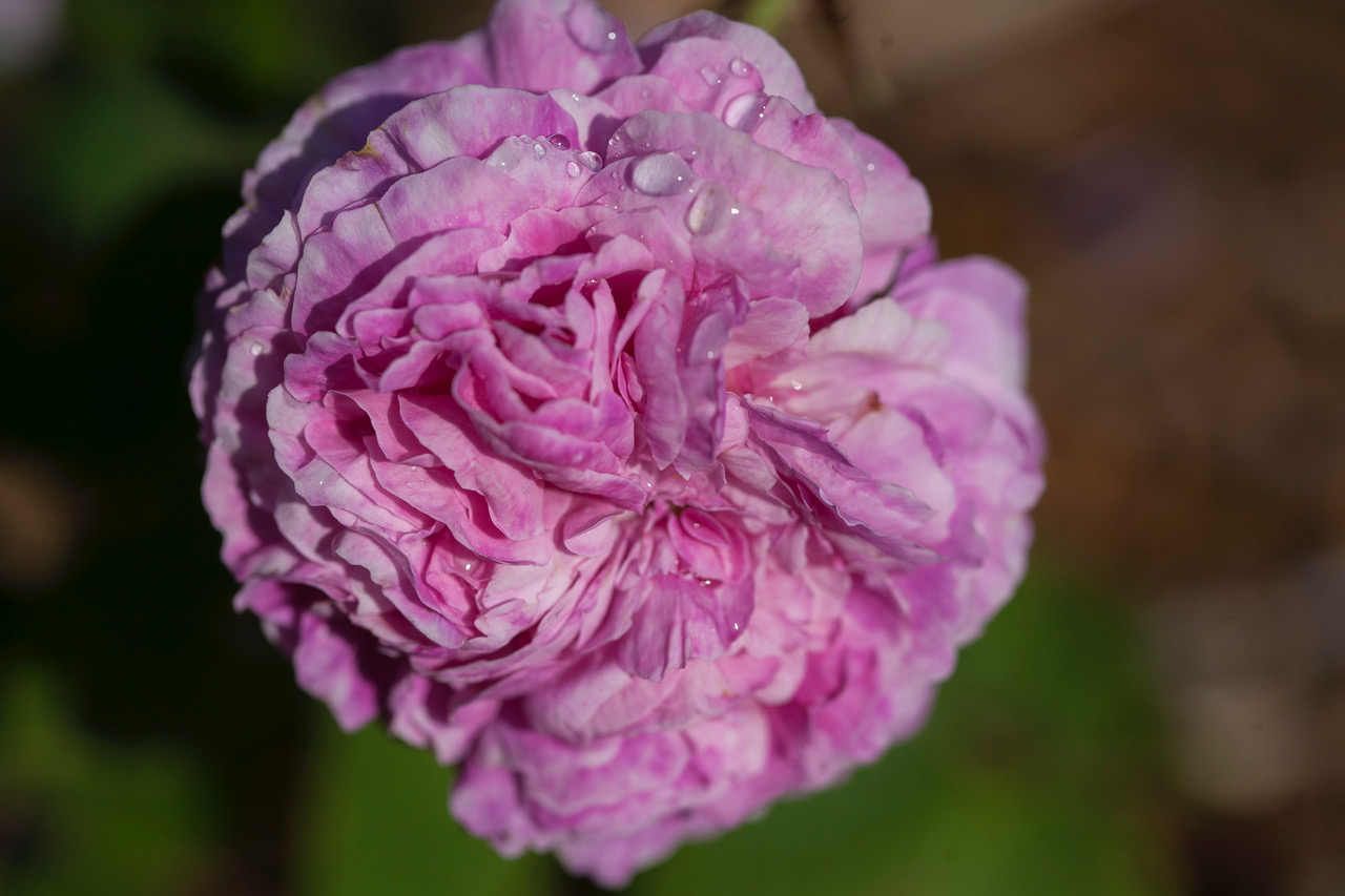 Ambroise Pare--4742 rose ambroise pare