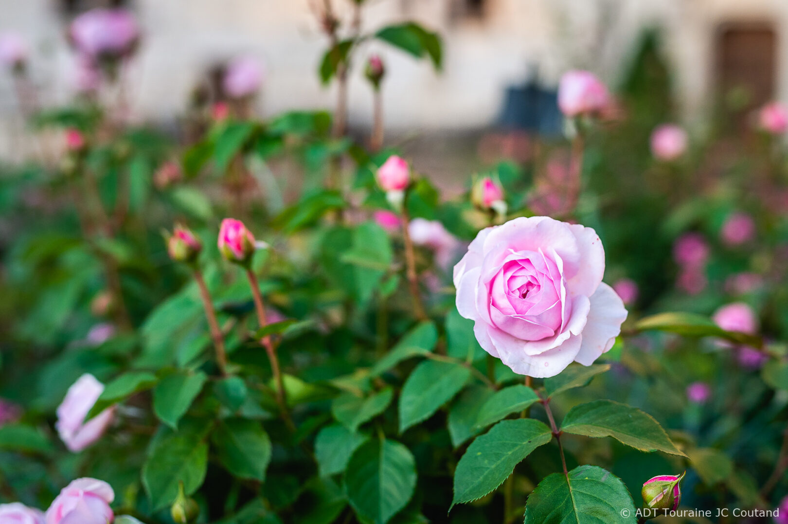 Chateau_Rivau_Credit_ADT_Touraine_JC_Coutand_2030-47 (1) rose rivau