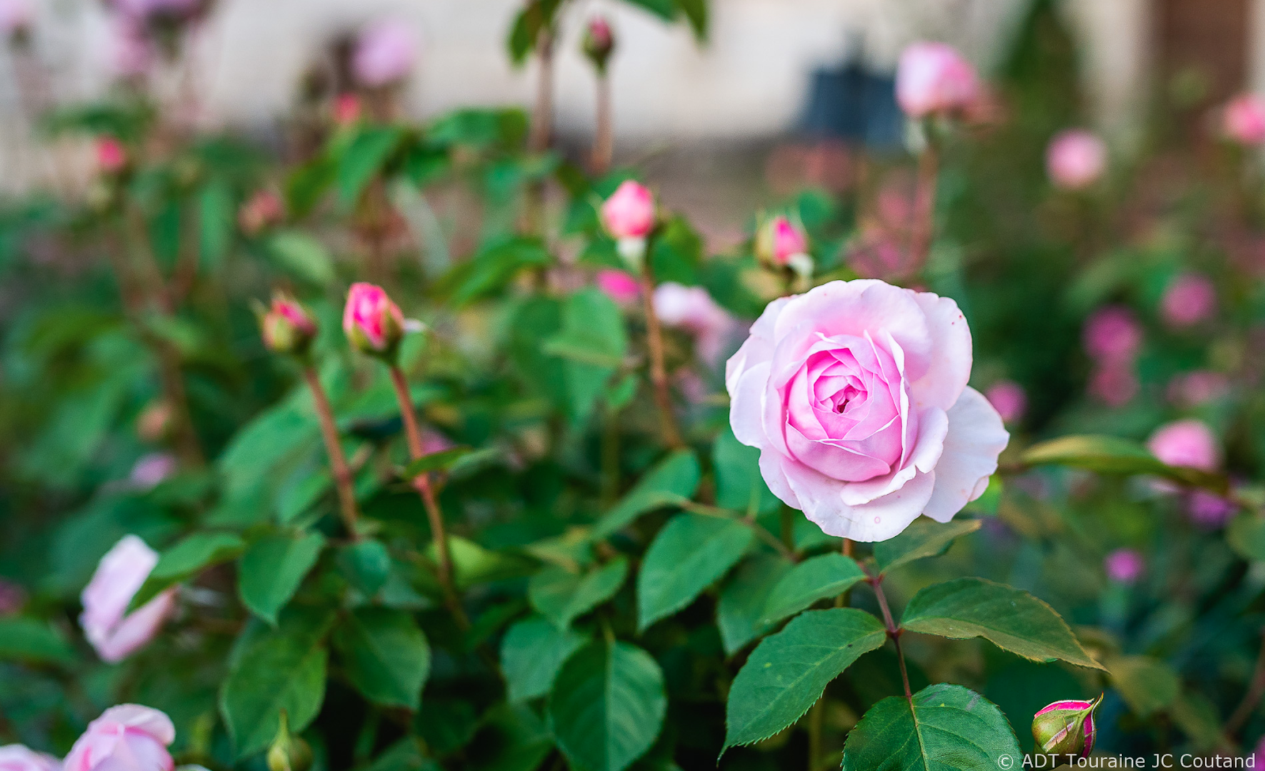 rose rose rivau