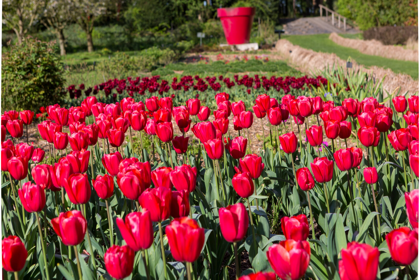 Tulipes dans les jardins du château du Rivau