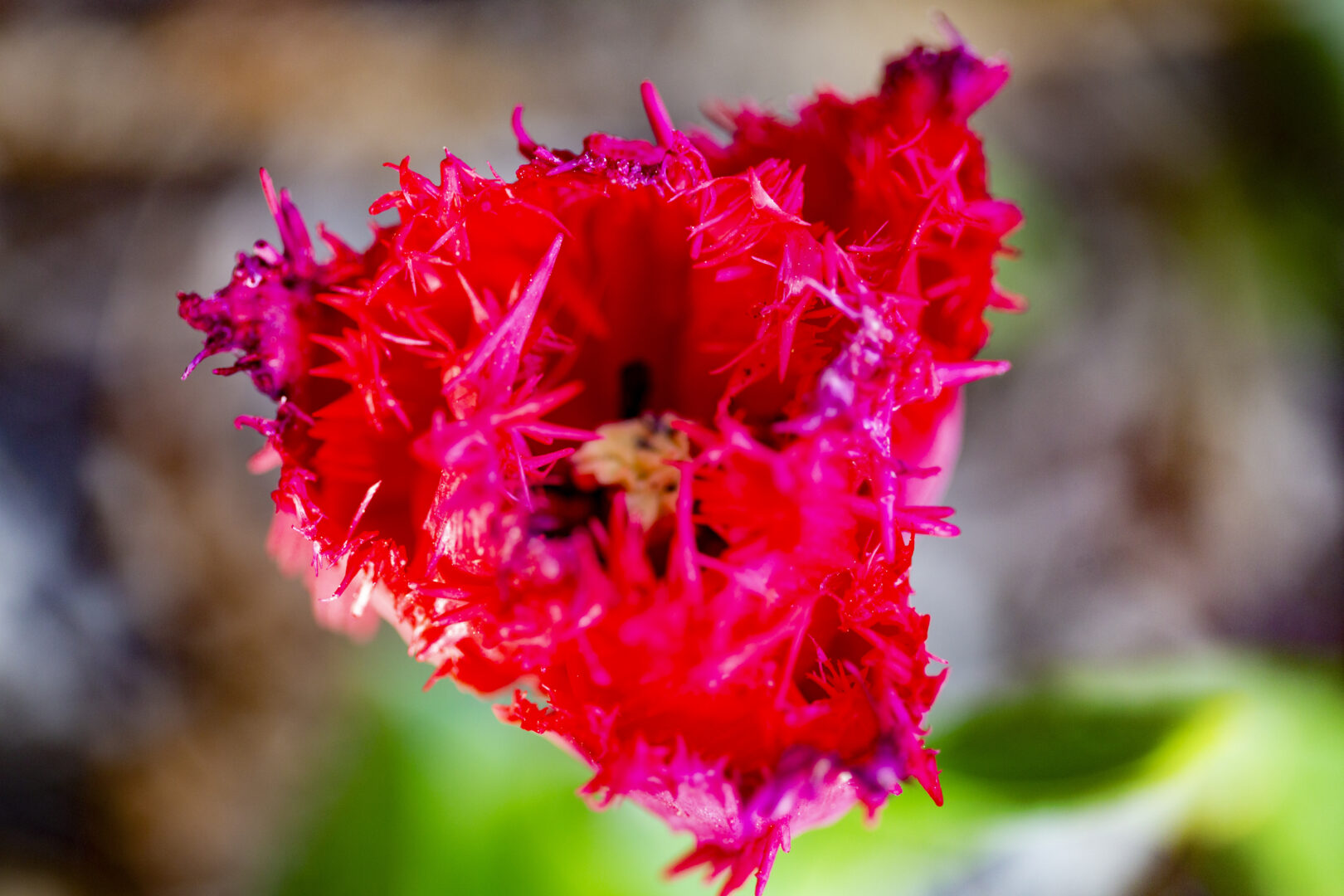 Tulipe Barbados