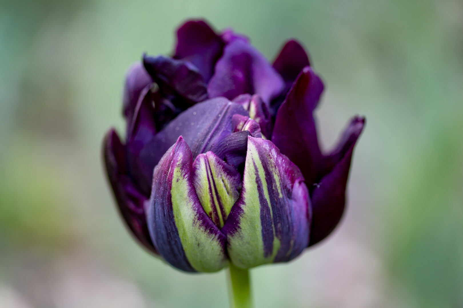Tulipes dans les jardins du château du Rivau