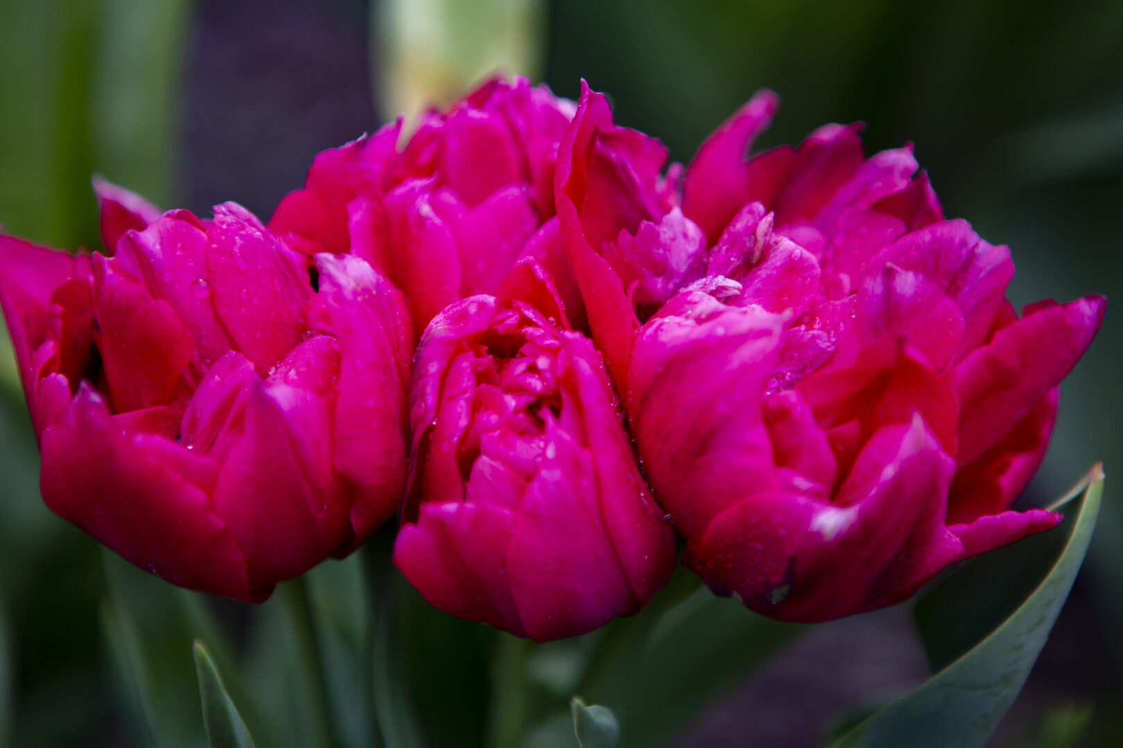 Tulipe red georgette