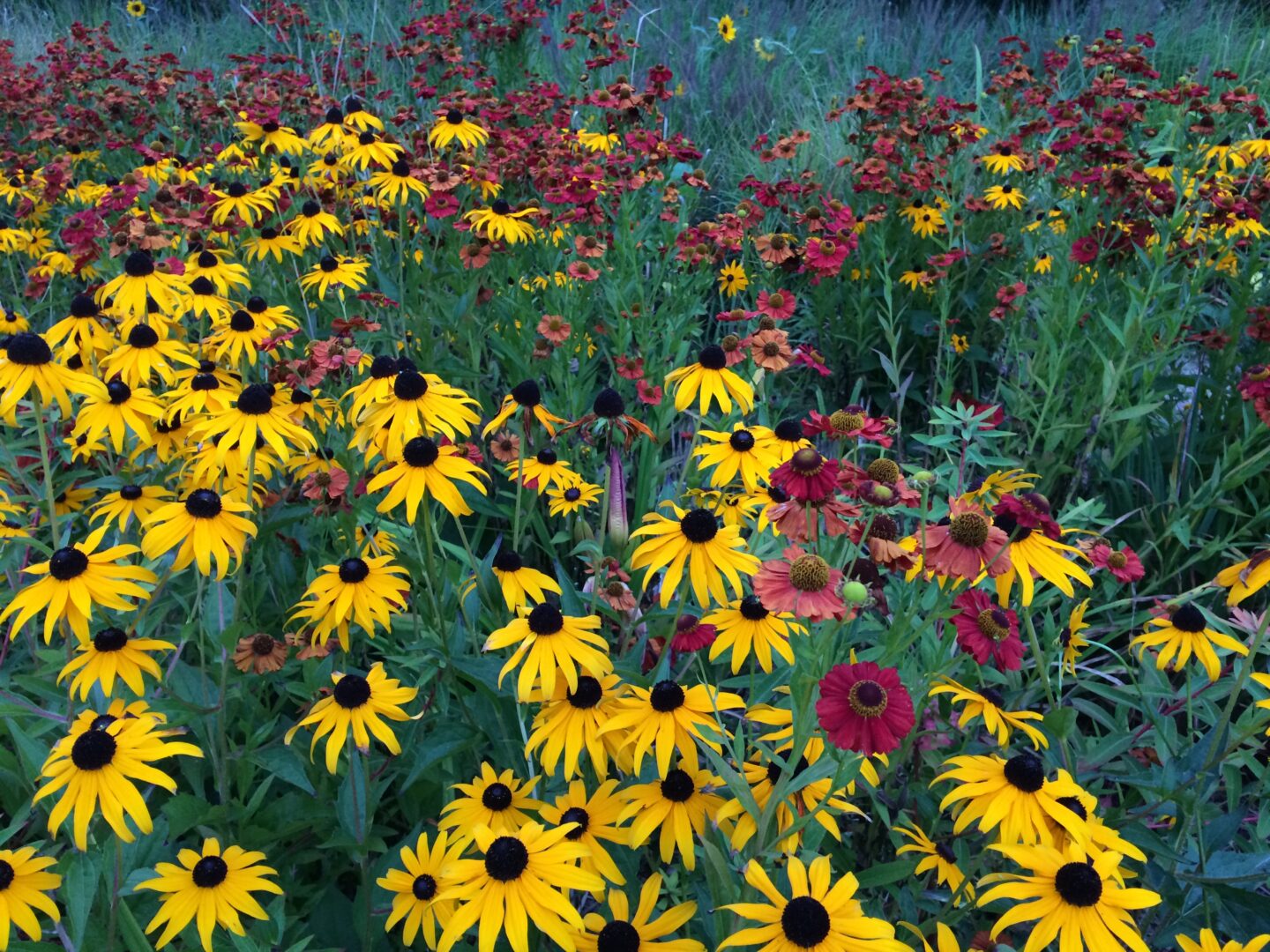 Rudbeckia Jardin du Rivau jardin du petit Poucet