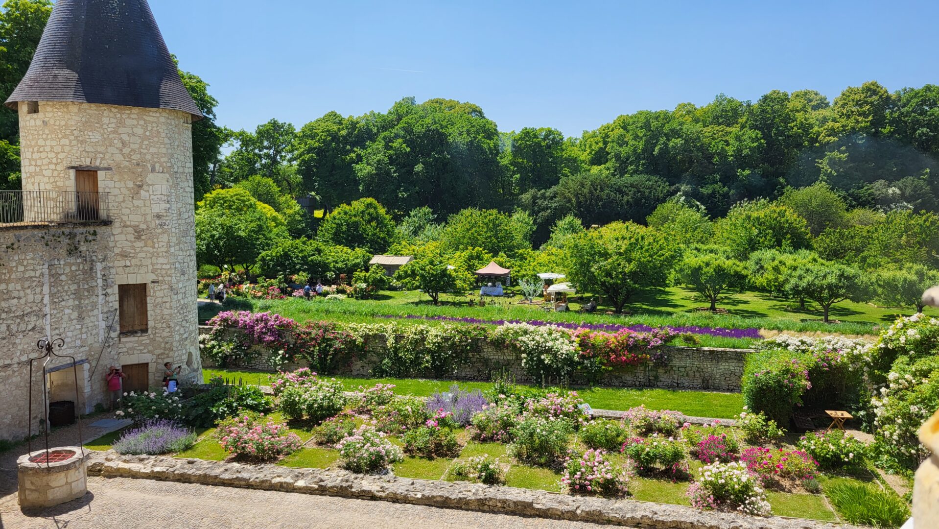 Collection de roses parfumées Château du Rivau