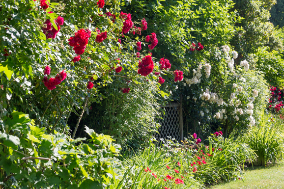 Les roses du Jardin de la Cassinina au Château du Rivau