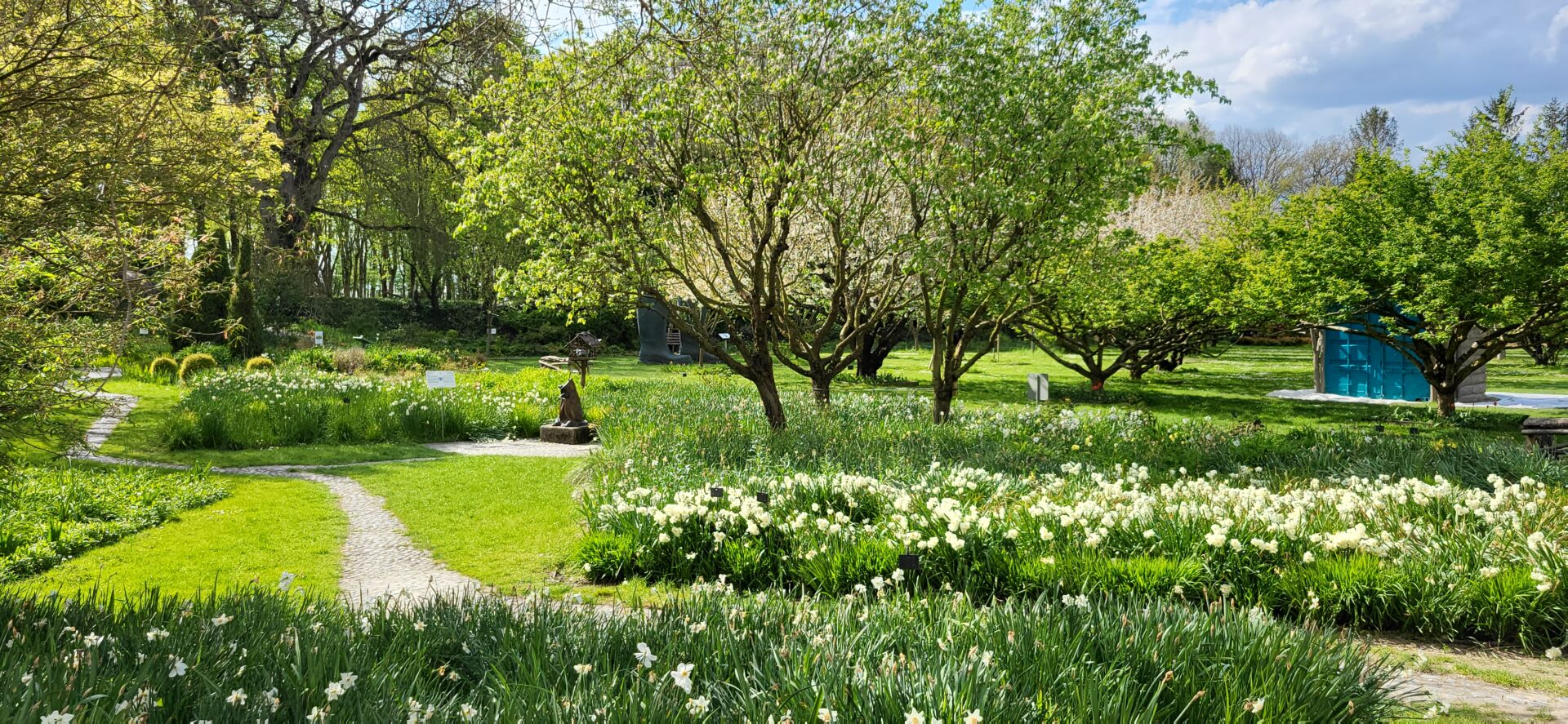 Le jardin du Petit Poucet et ses narcisses en avril
