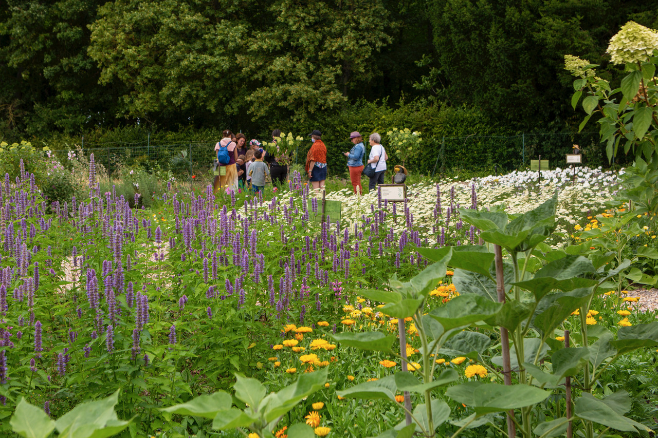 Atelier cueillette au Chateau du Rivau jardin des fleurs comestibles Jardin des fleurs comestibles au Château du Rivau