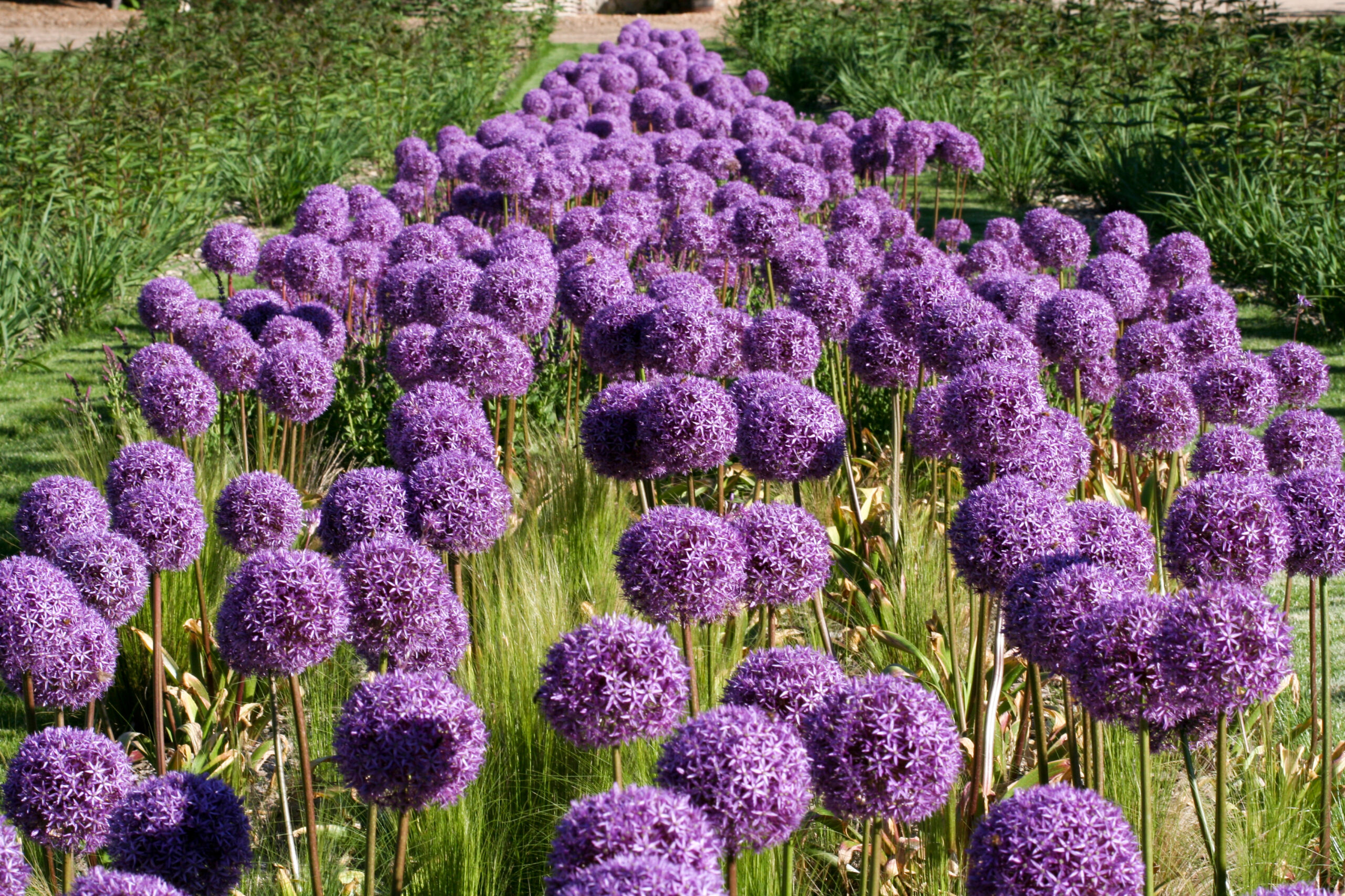 Le Rivau Raiponce 3926 ©Château du Rivau plante comestible