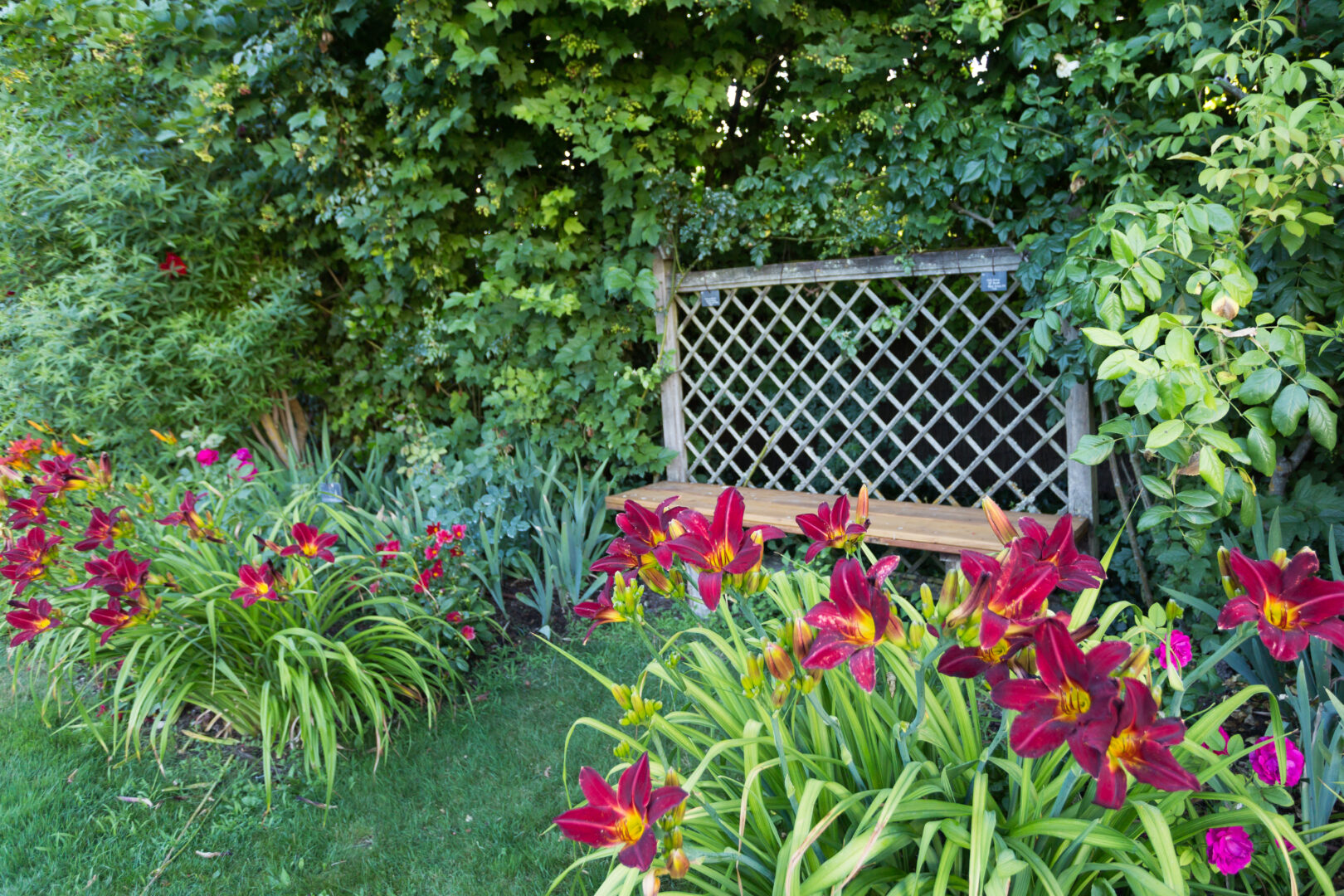 Les roses du Jardin de la Cassinina au Château du Rivau