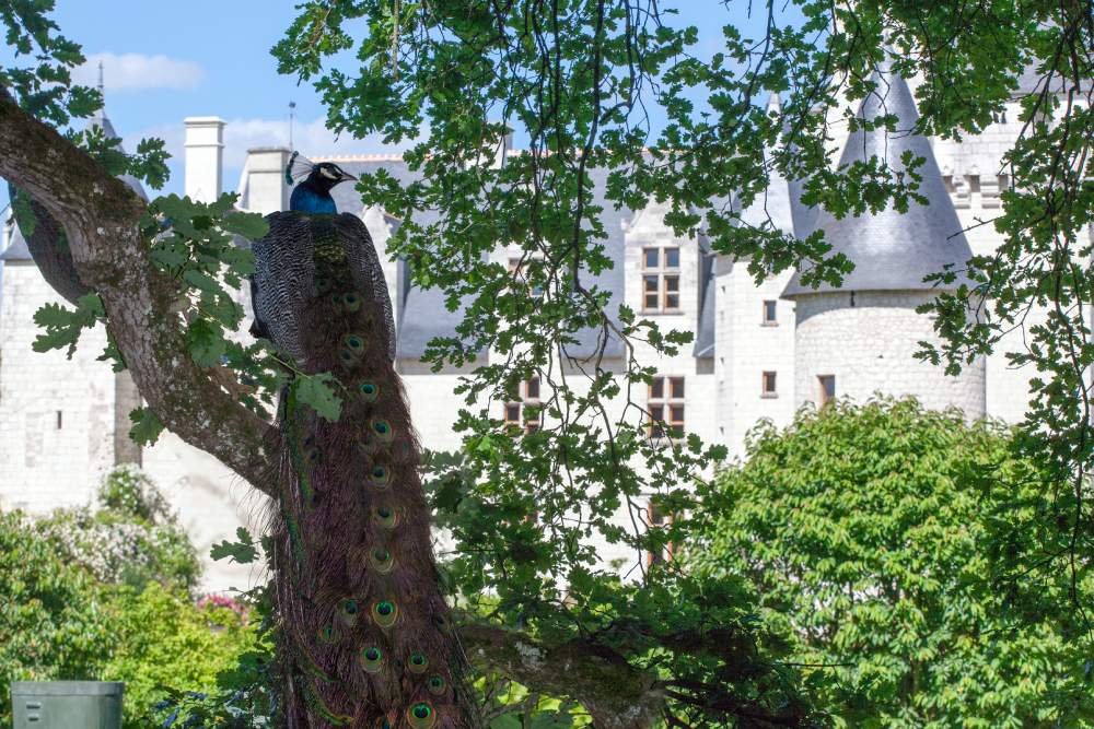Paon au Château