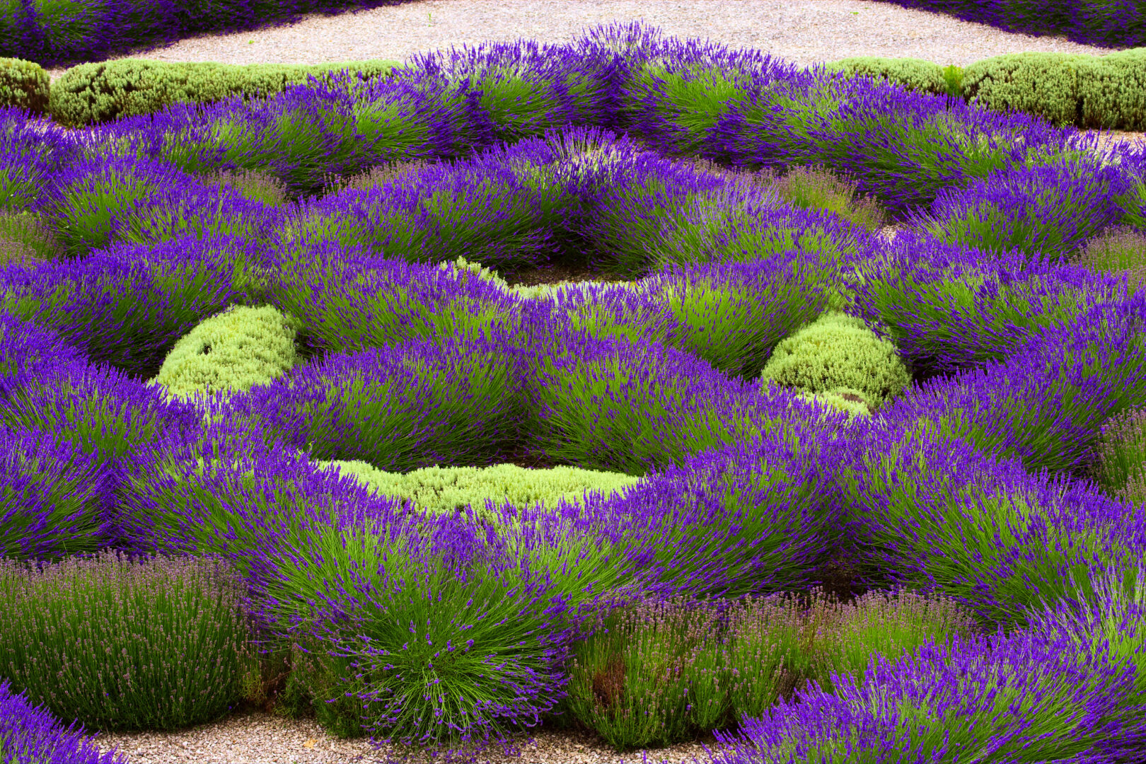 lavandes au Château du Rivau