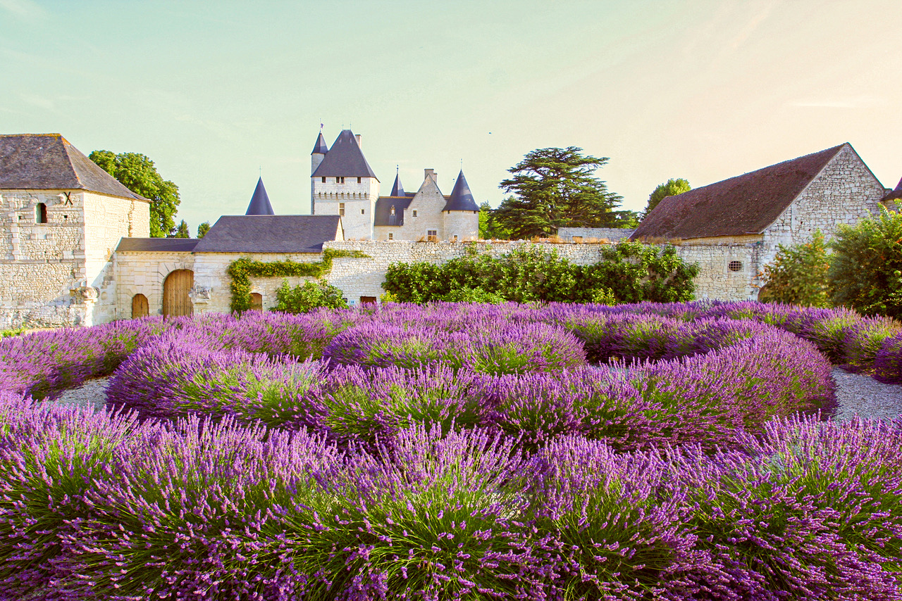 lavandes au Château du Rivau
