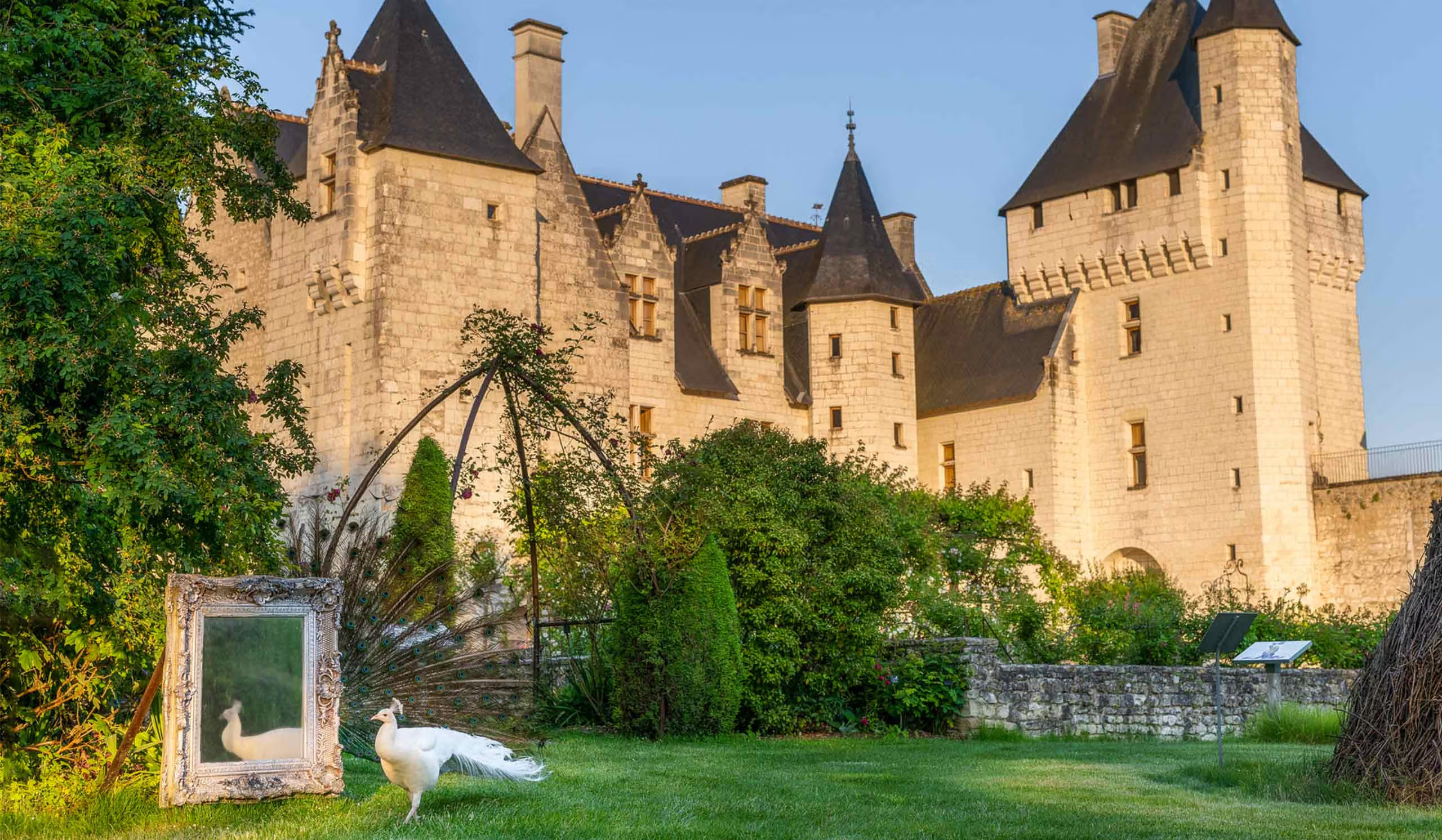 Paon blanc au miroir ©Château du Rivau